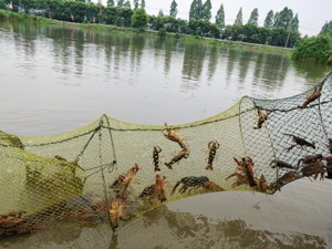 小龙虾价格持续“跳水” 为何电商平台依然争相到产地抢虾源？
