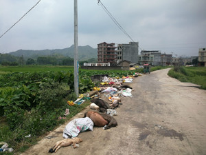 广西南流江水源地拟撤销，为何？二级保护区内实地观察：企业无环评报告就生产，垃圾堆现多头死猪