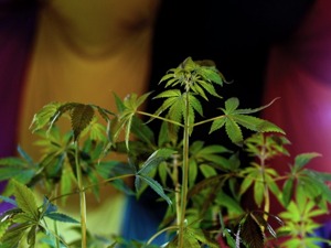 实探云南工业大麻：市场火热利润却不高，仅4家提取工厂在运营