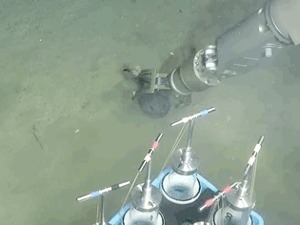  首次曝光！“深海勇士”号公布海底2000米生物高清视频