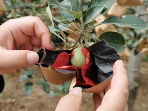 期货渐成果农避险利器  苹果预计增产期货或缺炒作“催化剂”