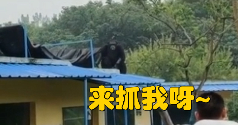 视频 | 合肥动物园脱逃的大猩猩已被控制