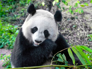网传大熊猫长期吃变质食物，秦岭野生动物园：与事实严重不符