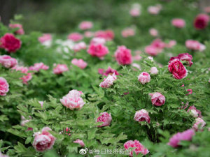中国花协通报国花网上民意调查情况：牡丹胜出 票数占近80%