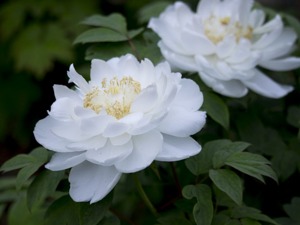 “国花”投票揭晓，两座城市杠上了