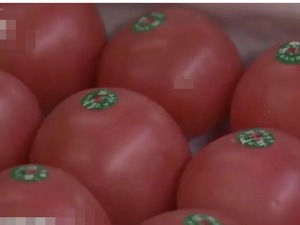 记者探访“蔬菜之乡”：9月菜价，能不能稳住？