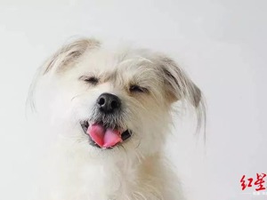 杭州女孩花38万克隆爱犬：平时非常节约，向父母借了25万