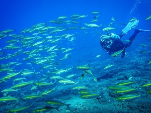 《生物多样性公约》第十五次缔约方大会主题发布 将推进全球生态文明建设