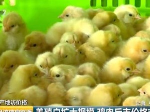 还能愉快“吃鸡”吗？央视记者调查：清远鸡零售价上涨3成
