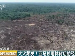 “地球之肺”今年被烧6000次！背后是谁在发“黑心财”？
