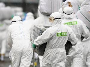 日本猪瘟疫情扩散到8府县 关东地区失守
