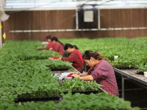 瞄准特色产业 成都郫都“扬长补短”振兴乡村