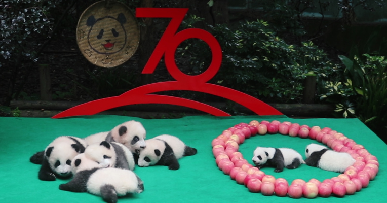 视频 |  超萌天团为祖国庆生  7只新生大熊猫拼出70图案