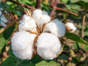 美国批准新型转基因棉花用作食品原料 有助于解决全球面临的营养不良问题