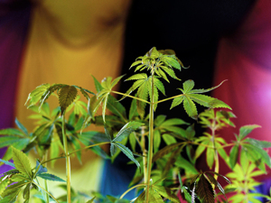 云南白药掷7.3亿港元输血万隆控股 欲深化工业大麻布局