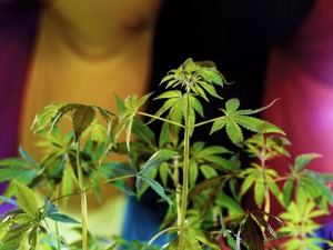 大麻饼干、大麻饮料…去这个国家注意，带错零食回国会惹上麻烦