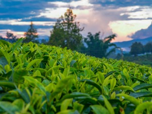 央视曝“古树茶”乱象：普通茶披个包装就成古树茶，价格翻几倍！店家：能看出来就见鬼了…