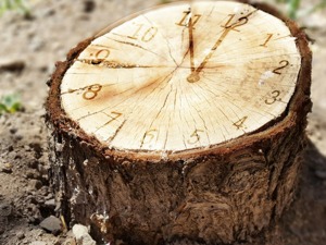 一周投融资亮点：鲜花电商久违的融资落地、药便利A轮获GGV加持