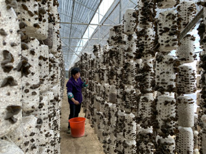 安徽岳西样本：种茭白亩增收近10倍，农家乐暑期能赚七八万，绿水青山为贫困县脱帽“撑腰”
