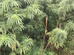 工业大麻的“秋收”：原料到产品存千倍价差 种植规模受制加工产能