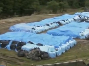 遭强台风“海贝思”侵袭后，日本有91个装有福岛放射性土壤袋子被冲走