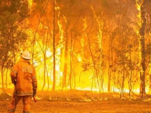 澳洲山火蔓延近1000公里，悉尼告急！已有3人遇难，350只考拉死亡