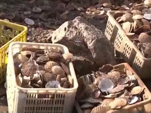 央视记者登上獐子岛捕捞船，“集体暴毙”的扇贝到底还活着多少？
