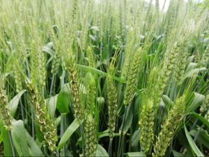 人民日报解读中国经济数据：粮食生产能否保持后劲？