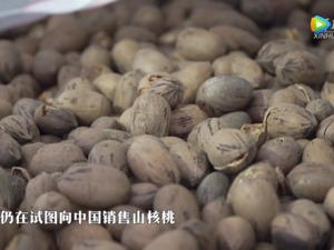 美国山核桃很“痛”， 果农不吐不快