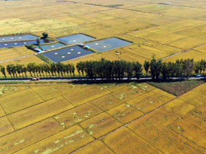 建10亿亩高标准农田！今年已安排资金859亿元，建成后亩均粮食产量提高100公斤