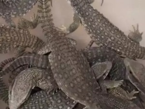 特大走私濒危动物案！300多只未经检验检疫的蜥蜴、蟒蛇，收件人竟叫“郭靖”“黄蓉”...