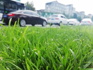调查显示共享汽车在德推行10年效果未达预期 