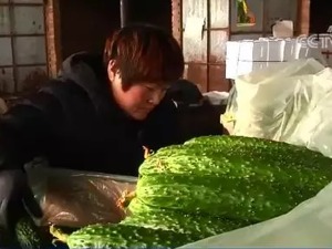 大葱价格“歇菜”，白菜卖出白菜价，但黄瓜却涨了！都是蔬菜，差距咋那么大？