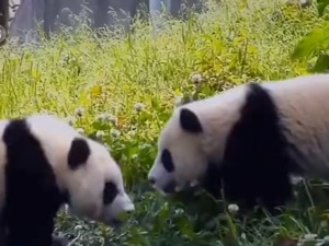 历史首次！三只大熊猫将在川外野化放归 一起拜访国宝新家