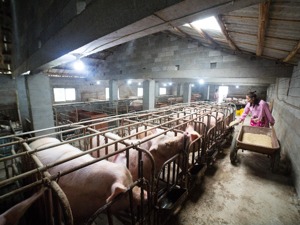 11月猪肉降价  牧原股份及小伙伴们加速扩产
