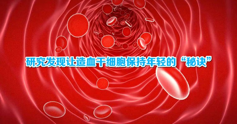 视频丨福音！研究发现让造血干细胞保持年轻的“秘诀” 