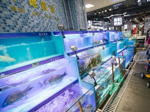 鲜活水产食品18日起可经港珠澳大桥进口香港