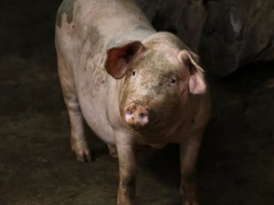 快过年了，猪肉供应有保障吗？怎样遏制“炒猪团”？官方回应来了