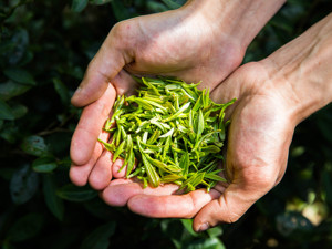 联合国宣布5月21日为“国际茶日”