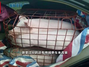 “炒猪团”猖獗！一辆面包车里塞24头猪，不顾禁令跨省贩运！