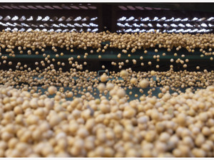 转基因研究再现突破，3个玉米、大豆品种有望获颁生物安全证书，离真正产业化尚需时日