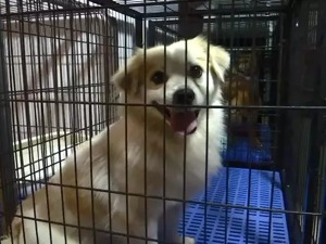 @铲屎官：春节爱宠们寄养价格涨了！高至一周上千元，还有这些要求