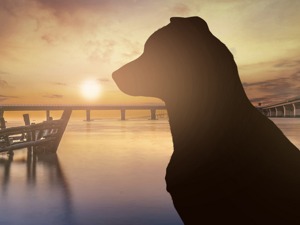 单身经济亢奋吸金：不到半年时间，这家企业又融了4000万！