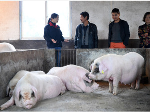 上月生猪出栏环比大增14%，前期压栏肥猪陆续集中上市，农业农村部力保春节猪肉供需平稳