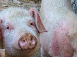 养猪一年赚60亿！河南首富拿出业绩预增10倍成绩单，公司股价却跌了