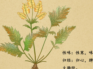双黄连抑制新型冠状病毒？上海药物所：初步发现有抑制作用