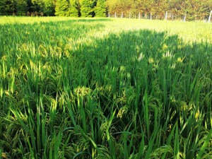 企业战“疫”｜隆平高科谈抗疫保春耕：可通过在线指导农户种植  农户集中购种企业有压力