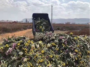 一天上百万只玫瑰被销毁？花农亲述疫情冲击：1亩地9成要销毁 “烂在地里成本更高”