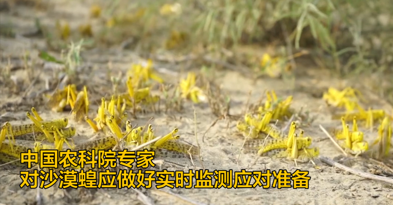 中国农科院专家：对沙漠蝗应做好实时监测应对准备