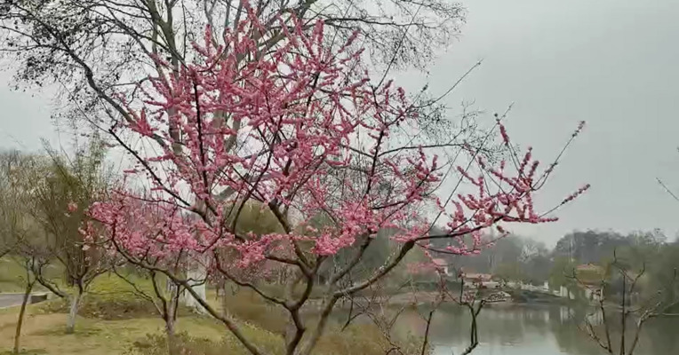 我在武汉·每经记者Vlog（35）：武汉的花儿开了